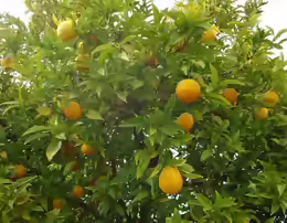 Citrus sinensis