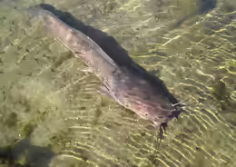 Clarias anguillaris