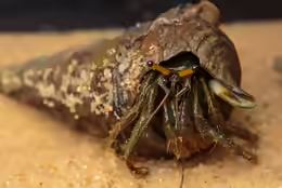 Clibanarius longitarsus