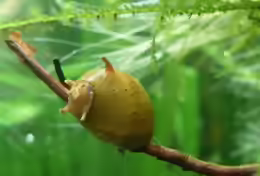 Clithon sp.