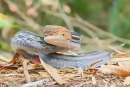 Coelognathus radiatus