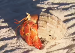 Coenobita perlatus