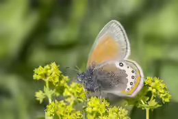 Coenonympha gardetta