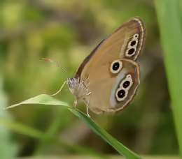 Coenonympha oedippus