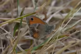 Coenonympha pamphilus