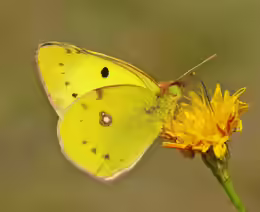 Colias alfacariensis
