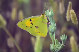 Colias croceus