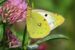 Colias hyale