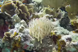 Condylactis gigantea