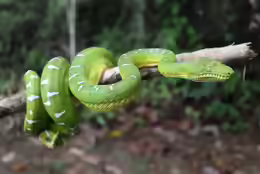 Corallus batesii