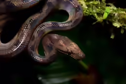 Corallus blombergi
