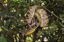 Corallus cropanii