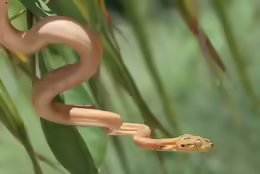 Corallus hortulanus