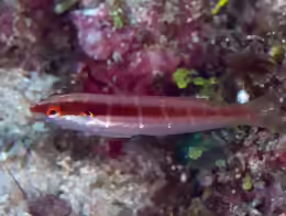 Coris dorsomacula
