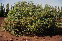 Cornus sericea