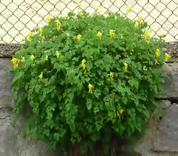 Corydalis lutea