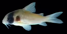 Corydoras griseus