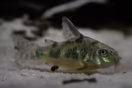 Hoplisoma paleatum