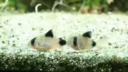 Corydoras panda