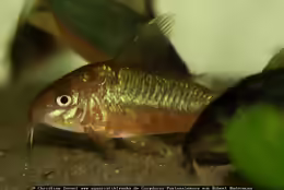 Corydoras pantanalensis