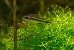 Corydoras pygmaeus