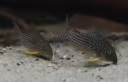 Corydoras sterbai