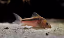 Corydoras zygatus