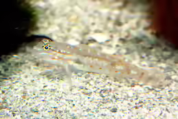 Coryphopterus glaucofraenum