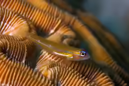 Coryphopterus lipernes