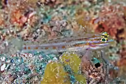 Coryphopterus punctipectophorus