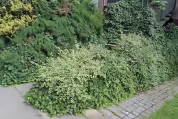 Cotoneaster dammeri