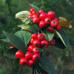 Cotoneaster integerrimus