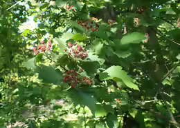 Crataegus chlorosarca
