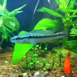 Crenicichla albopunctata