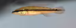 Crenicichla scottii