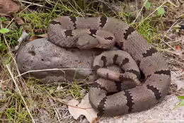 Crotalus lepidus klauberi