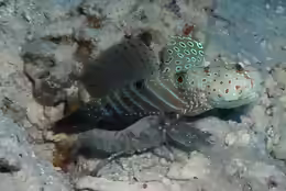 Cryptocentrus caeruleopunctatus