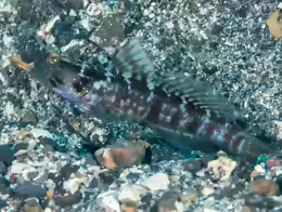 Cryptocentrus sericus
