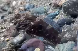 Cryptocentrus strigilliceps