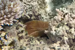 Ctenactis echinata