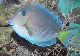 Ctenochaetus hawaiiensis