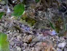 Ctenogobiops tangaroai