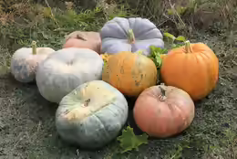 Cucurbita pepo