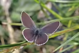 Cupido minimus