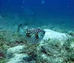Cyclichthys spilostylus