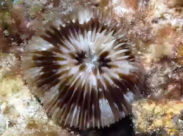 Cycloseris tenuis
