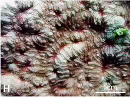 Cycloseris wellsi
