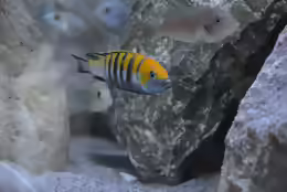 Cynotilapia afra