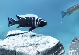 Cynotilapia zebroides