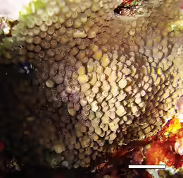 Cyphastrea kausti